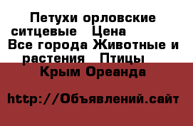 Петухи орловские ситцевые › Цена ­ 1 000 - Все города Животные и растения » Птицы   . Крым,Ореанда